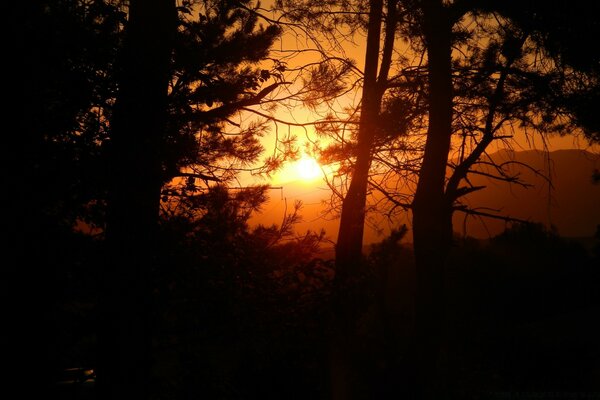 The sun through the trees. Sunset