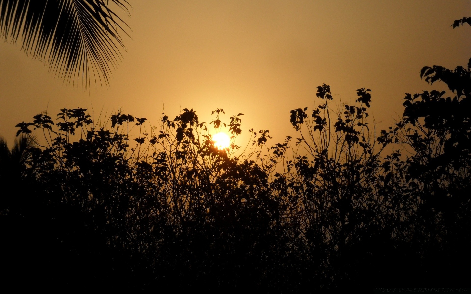 the sky silhouette sunset sun dawn backlit tree nature evening dusk landscape sky outdoors summer light bird