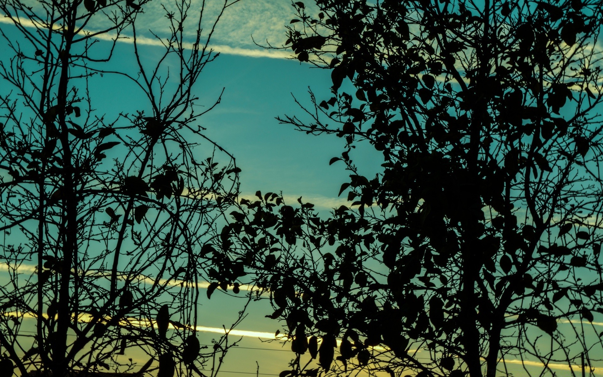 the sky tree nature landscape leaf wood branch flora desktop outdoors sky environment silhouette