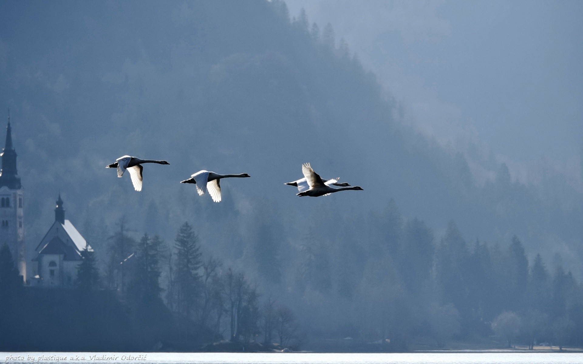 lake bird wildlife winter snow water sky nature outdoors seagulls flight waterfowl goose landscape