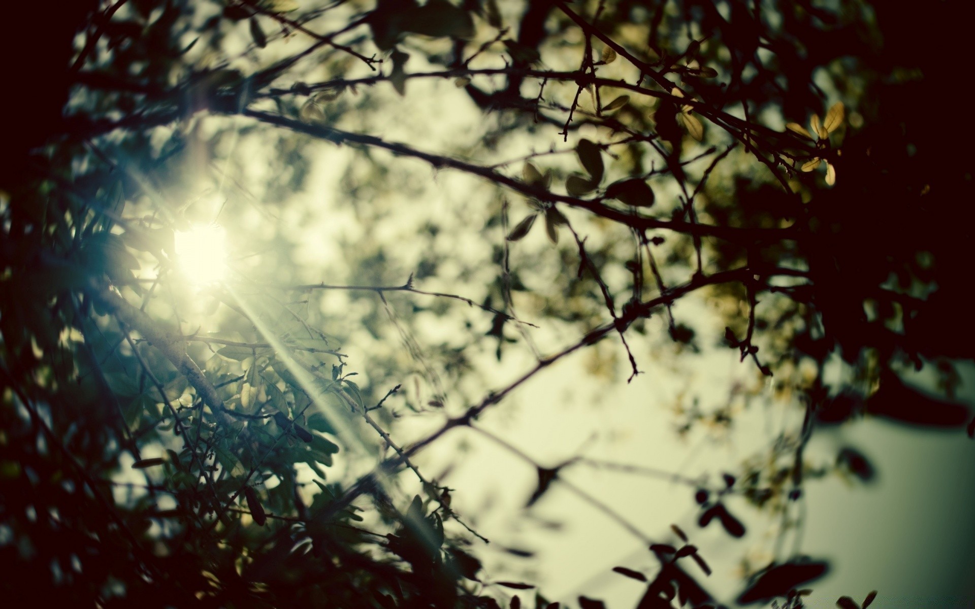 the sky sun nature tree light abstract leaf desktop bright dawn color flower wood