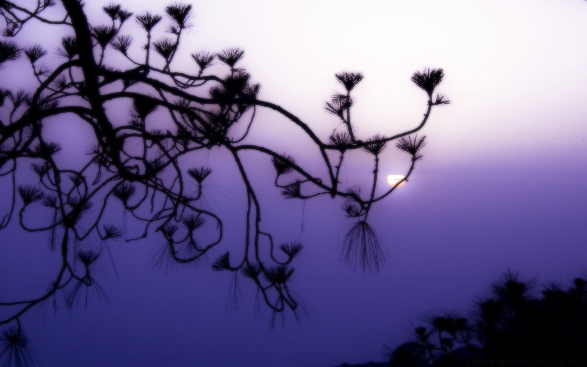 the sky silhouette tree nature branch desktop sky dawn flora leaf backlit flower landscape light moon outdoors evening sunset art