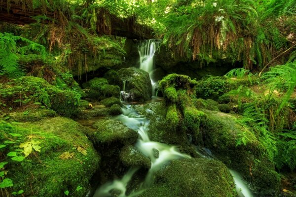 A waterfall in a tropical forest and moss-covered rocks