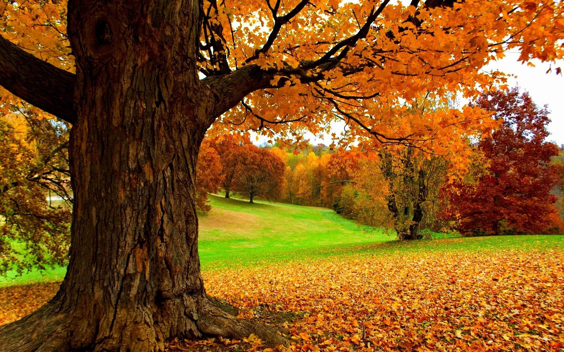 autumn fall tree leaf wood park nature season maple landscape outdoors gold fair weather bright scenic countryside