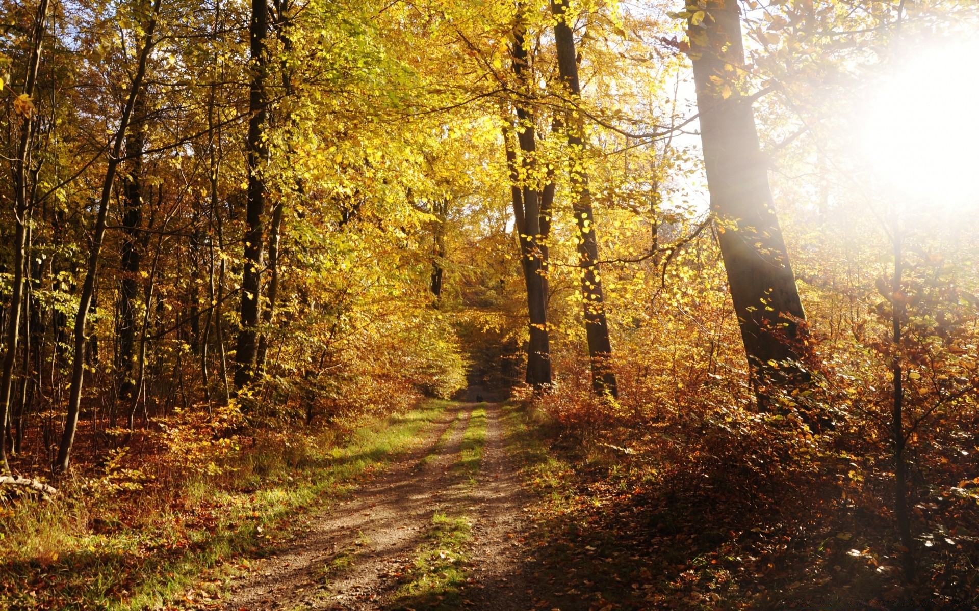 autumn wood fall leaf tree landscape nature park season outdoors fair weather guidance footpath scenic environment road dawn hike branch trail mist