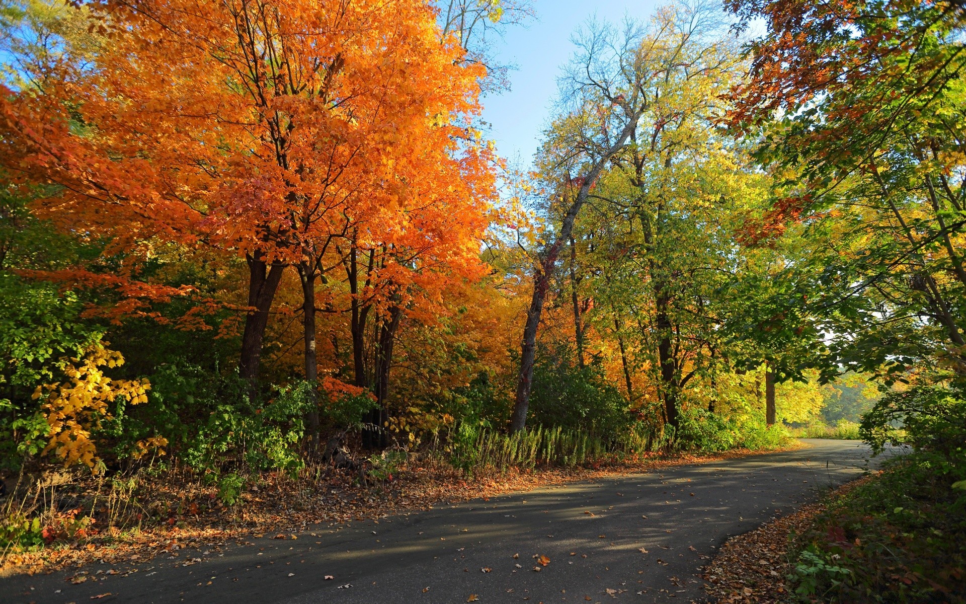 autumn fall leaf tree road maple landscape nature wood guidance season scenic park outdoors rural countryside fair weather lush