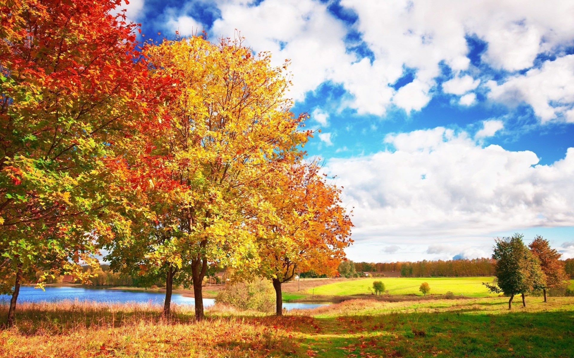 autumn fall tree landscape leaf season nature rural countryside wood scene scenic park bright scenery outdoors fair weather country color branch