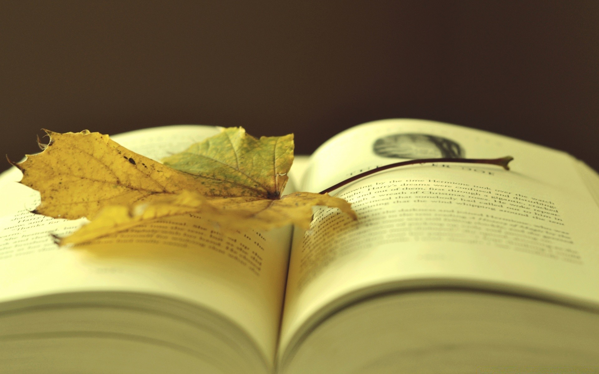 autumn book paper page literature still life wisdom education leaf close-up study knowledge wood school desktop document