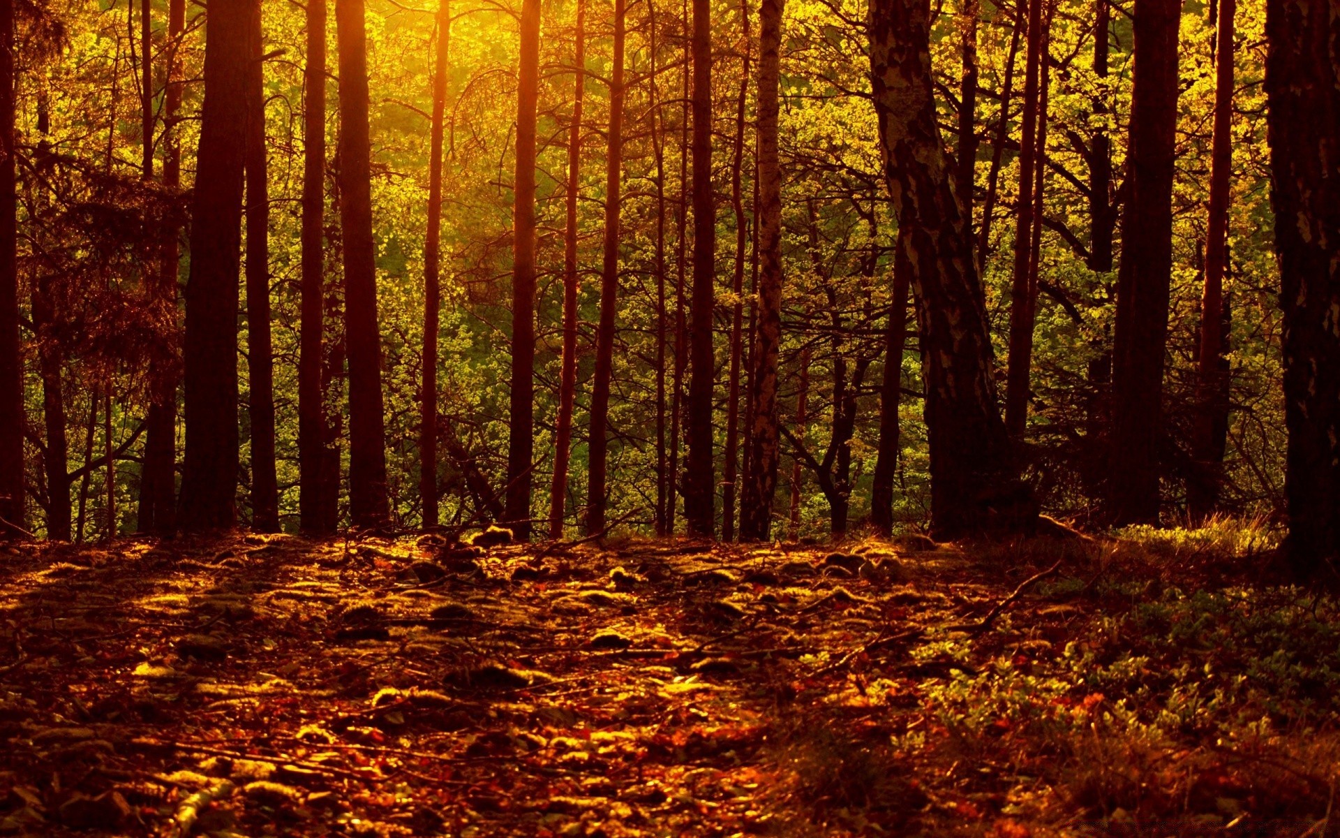 autumn wood fall leaf tree dawn landscape nature park fair weather fog backlit mist sun lush environment branch season light sunbeam