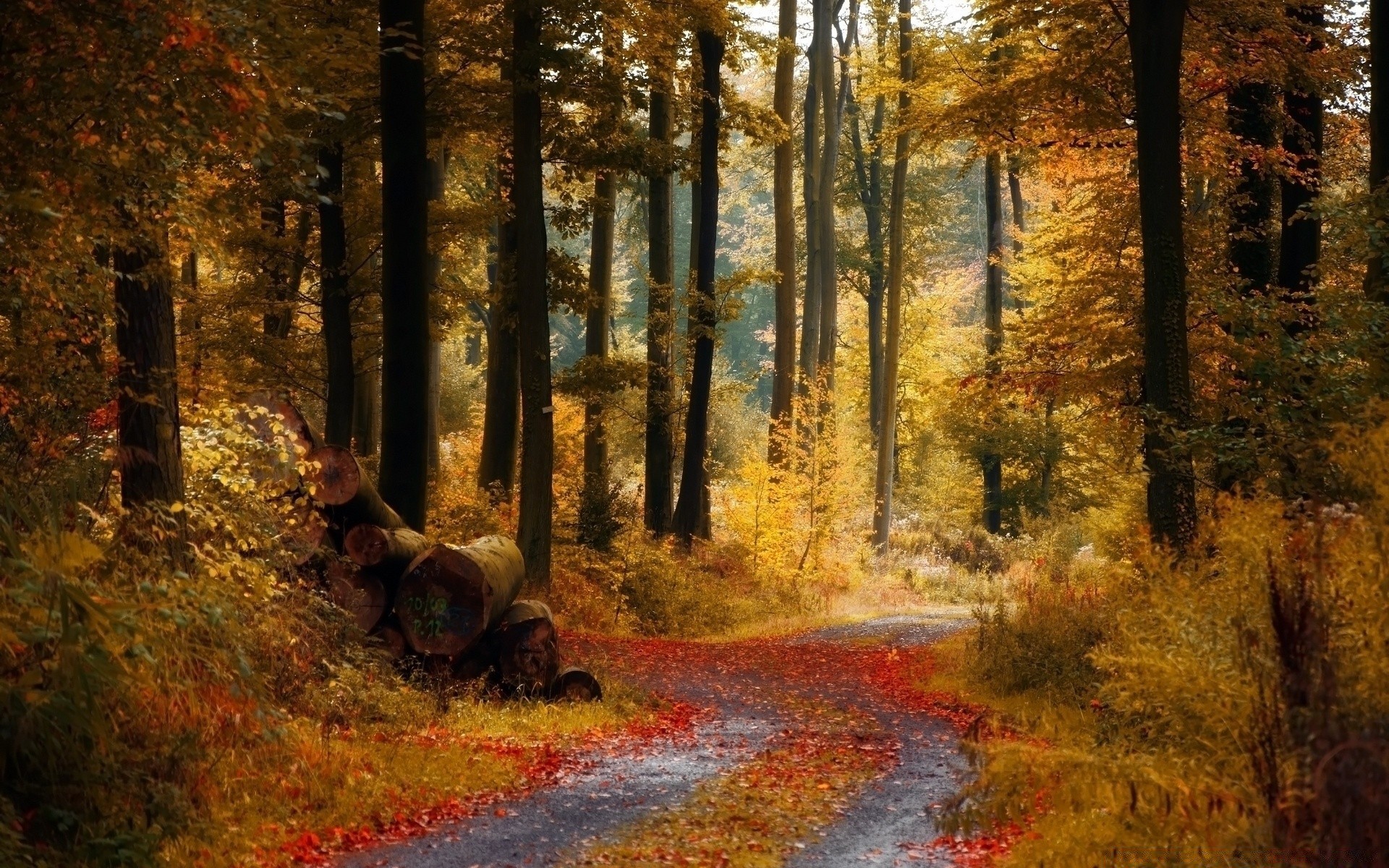 autumn fall wood tree leaf landscape park scenic daylight road environment outdoors nature guidance light