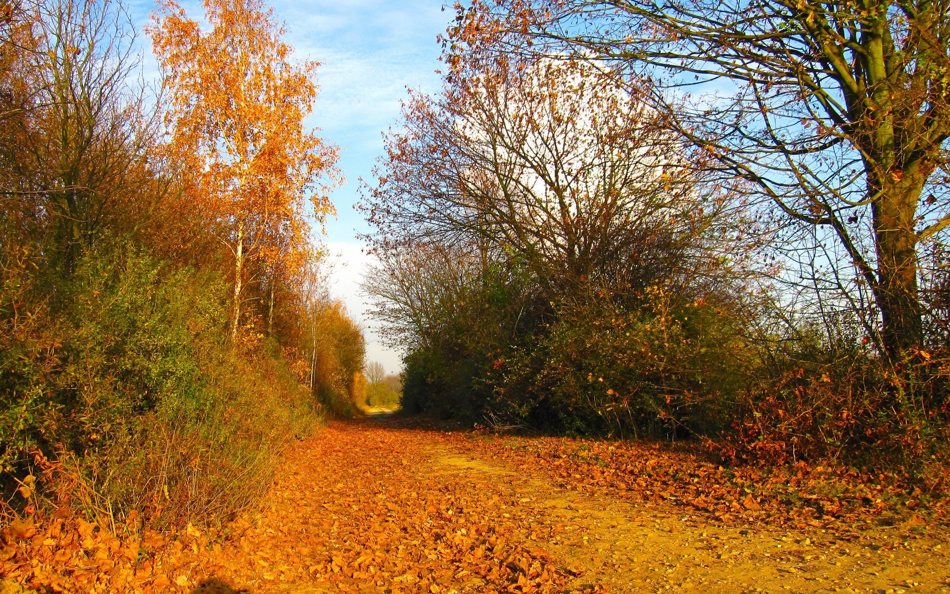 autumn fall tree landscape leaf wood nature outdoors park season road fair weather environment scenic dawn countryside guidance