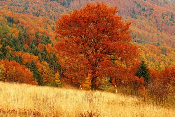 Golden autumn and nature