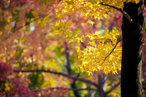 Autumn leaves on a tree in sunny weather
