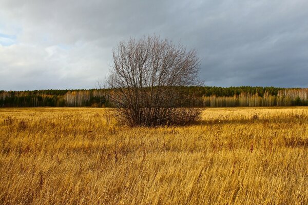 Autumn bare bush in the middle of the field