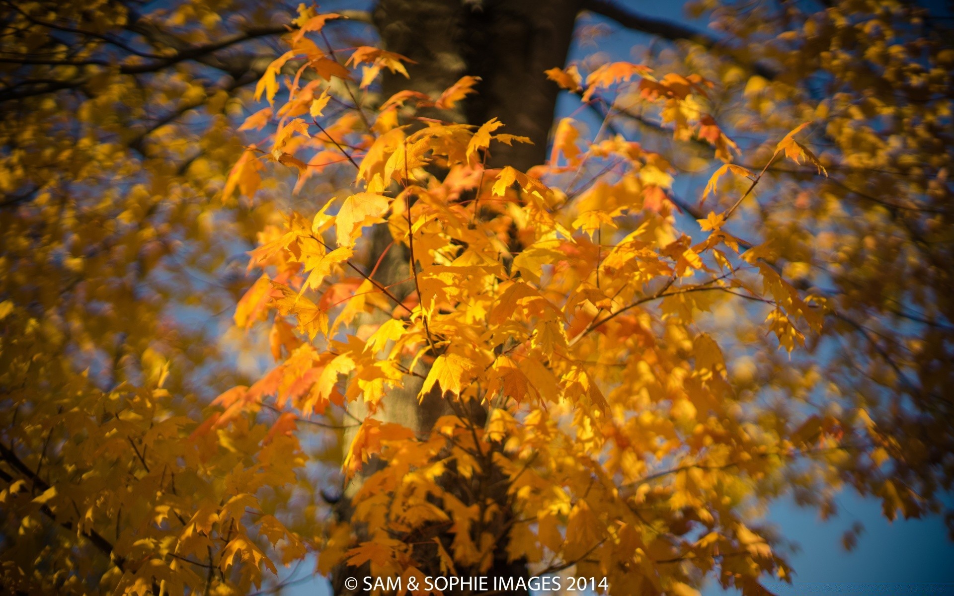 autumn fall leaf nature outdoors tree season bright branch maple wood change gold fair weather park lush flora color