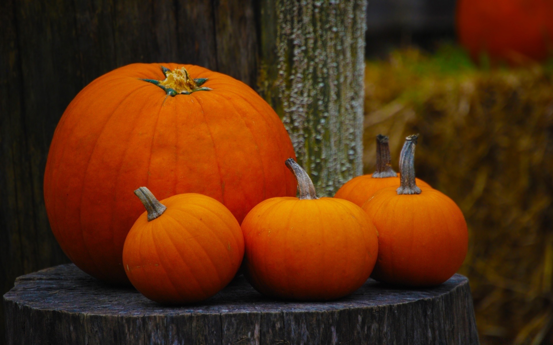 autumn pumpkin halloween fall thanksgiving pasture grow lantern food gourd vegetable squash