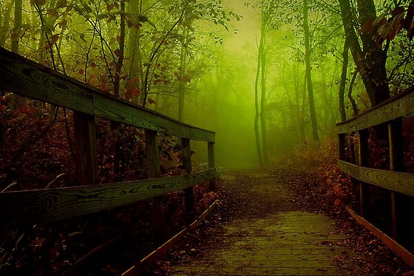Dormant autumn fog in the forest