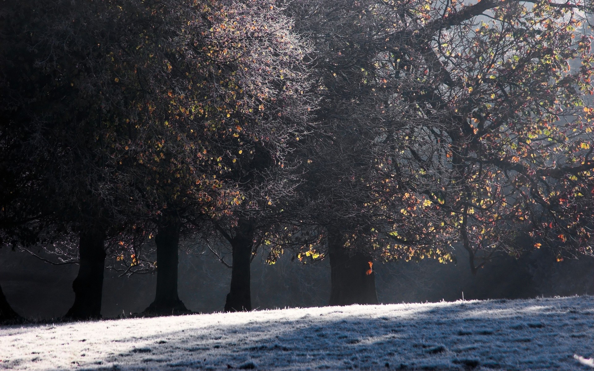 autumn tree winter landscape fall nature snow branch light outdoors water park leaf