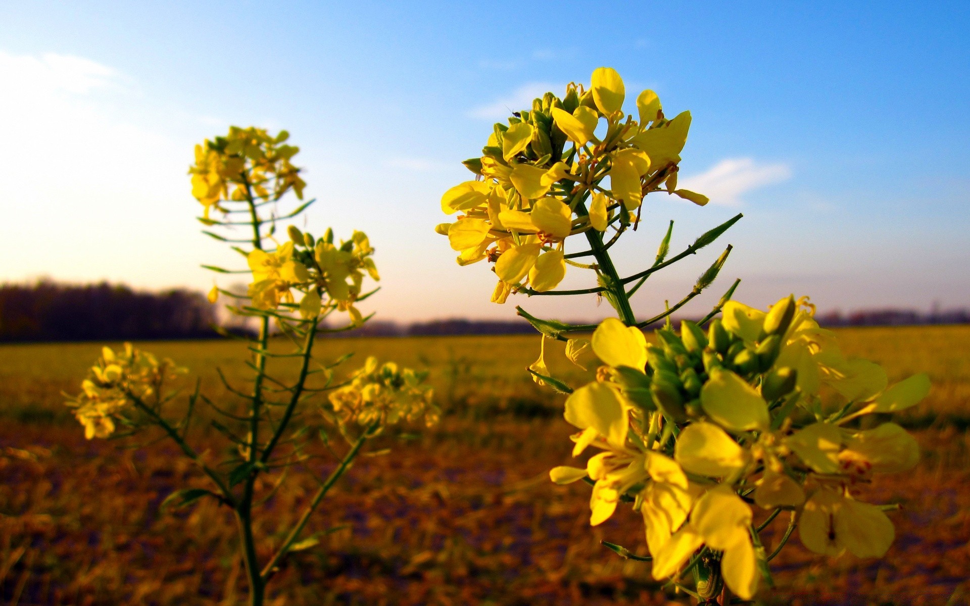 autumn nature flower field flora leaf outdoors tree fair weather summer season bright color sun agriculture growth landscape