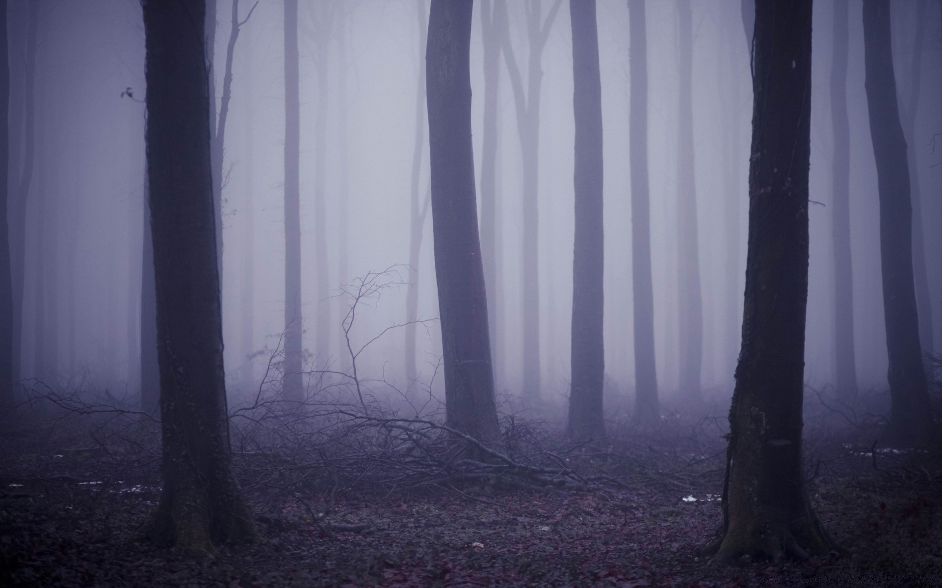 autumn fog landscape mist tree backlit wood shadow eerie light mystery