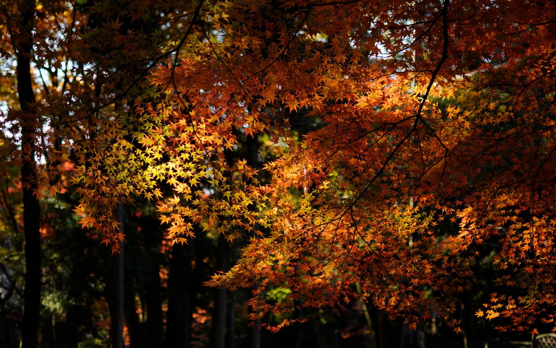 autumn fall leaf tree maple wood nature bright dawn season landscape fair weather outdoors park sun lush branch scenic gold desktop