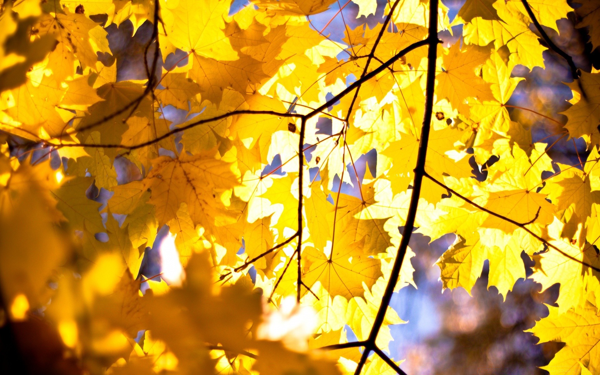 autumn fall leaf maple gold season bright tree flora color nature branch vibrant park desktop fair weather outdoors