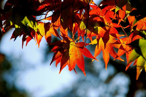 Autumn time in one photo