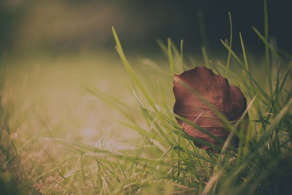 Autumn dry leaf in the green grass