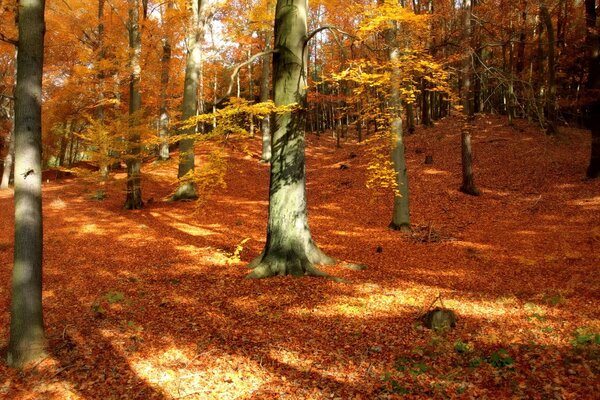 Autumn tree. Autumn leaf