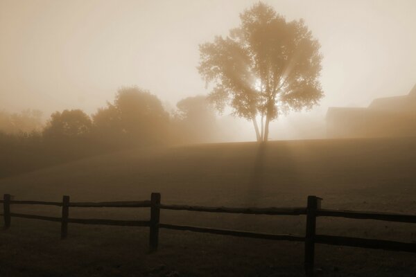 It s a foggy morning at the ranch. A tree on a hill