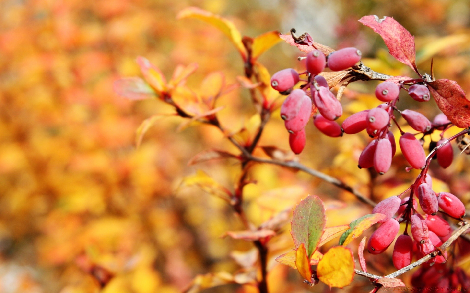 autumn nature leaf fall season outdoors flora tree branch color bright close-up fruit fair weather