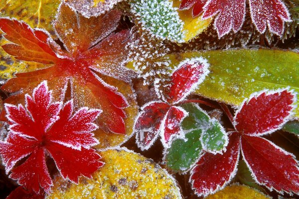 The leaves are freezing, the onset of winter is felt
