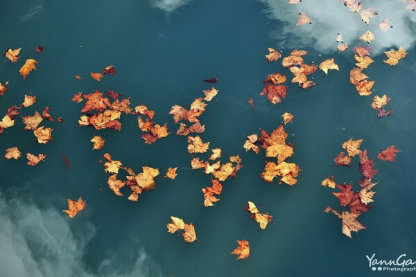 Fallen maple leaves float peacefully
