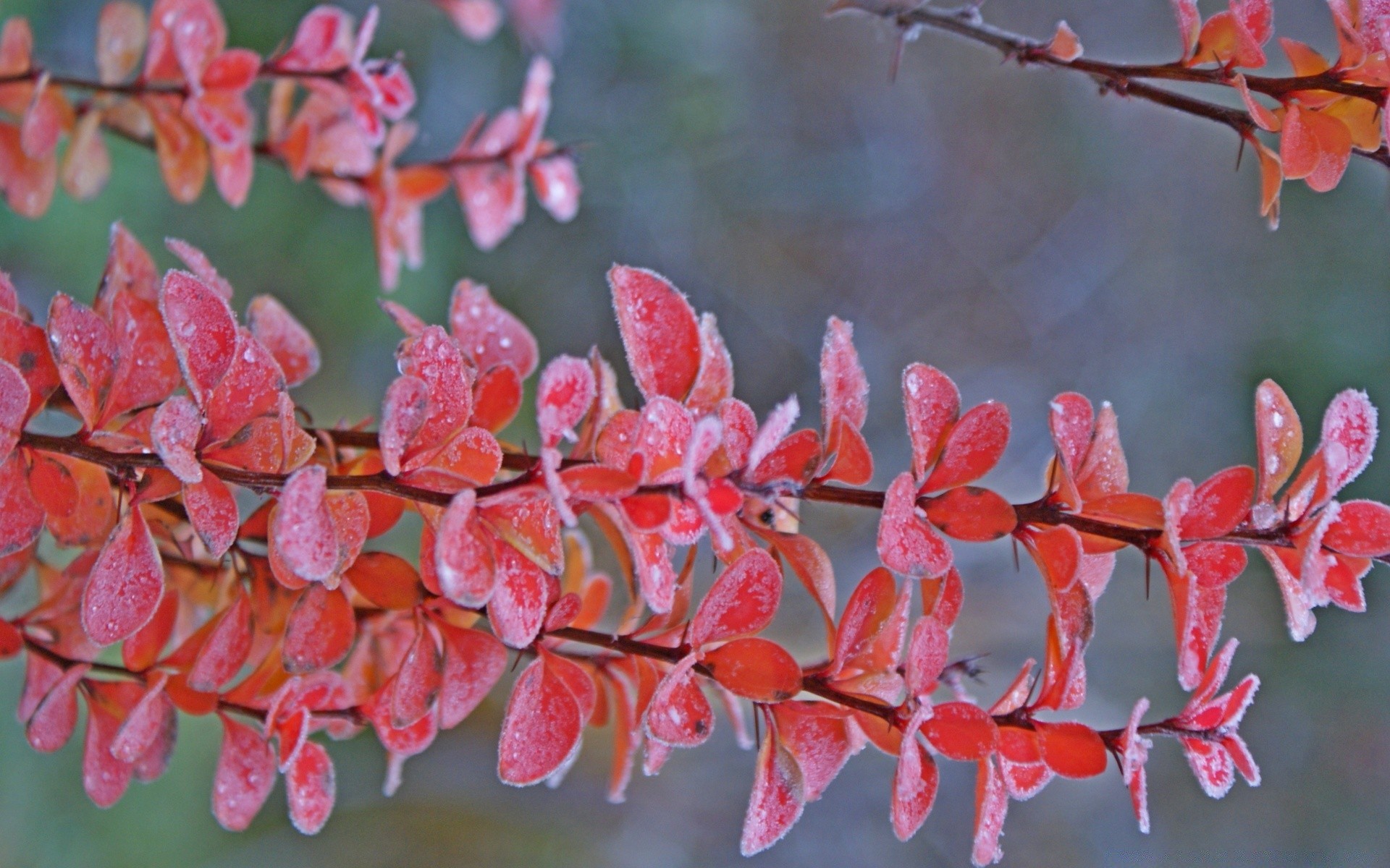 autumn flora nature flower branch leaf garden tree season color park outdoors bright desktop close-up shrub beautiful floral decoration summer