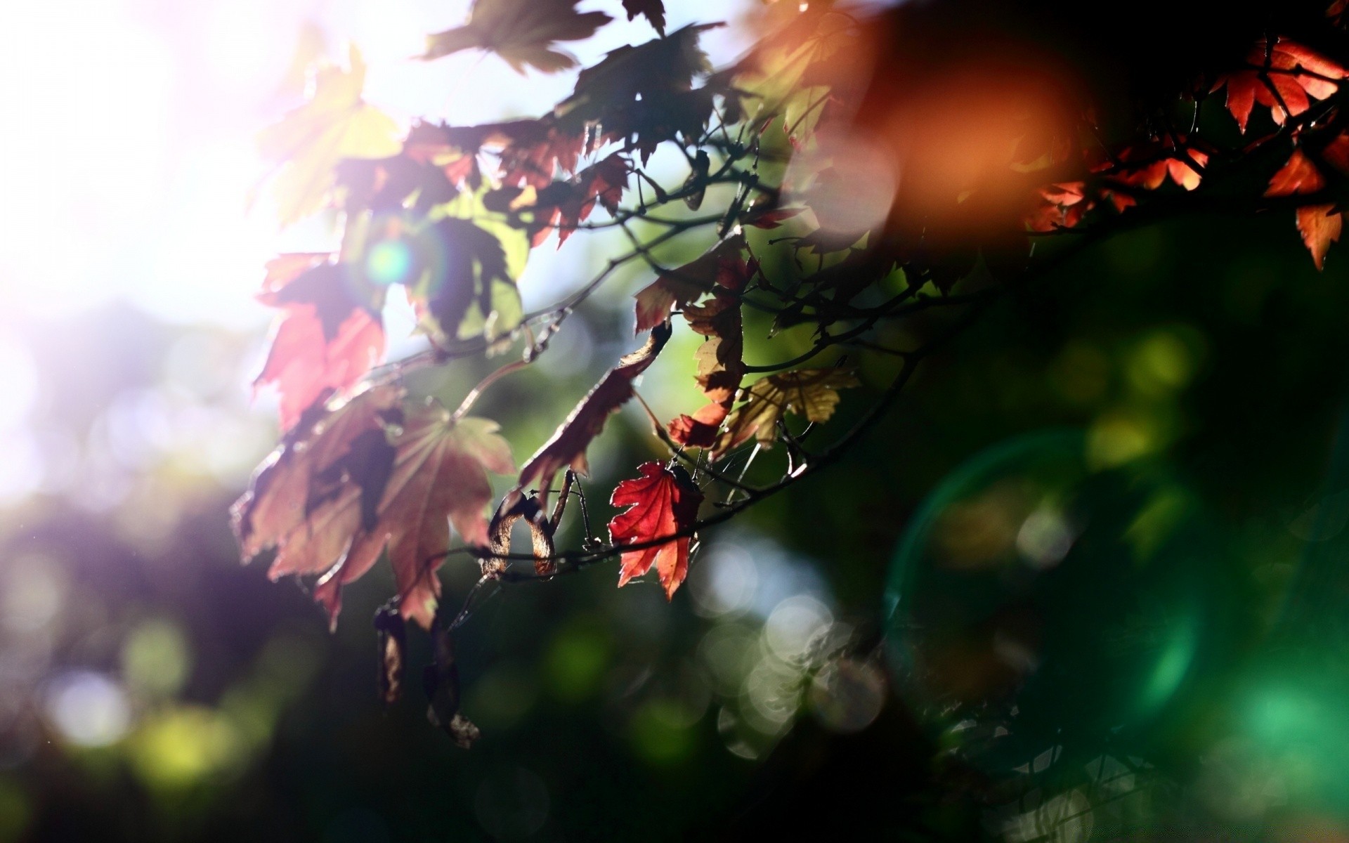 autumn leaf blur sun light tree nature fair weather fall flower wood outdoors