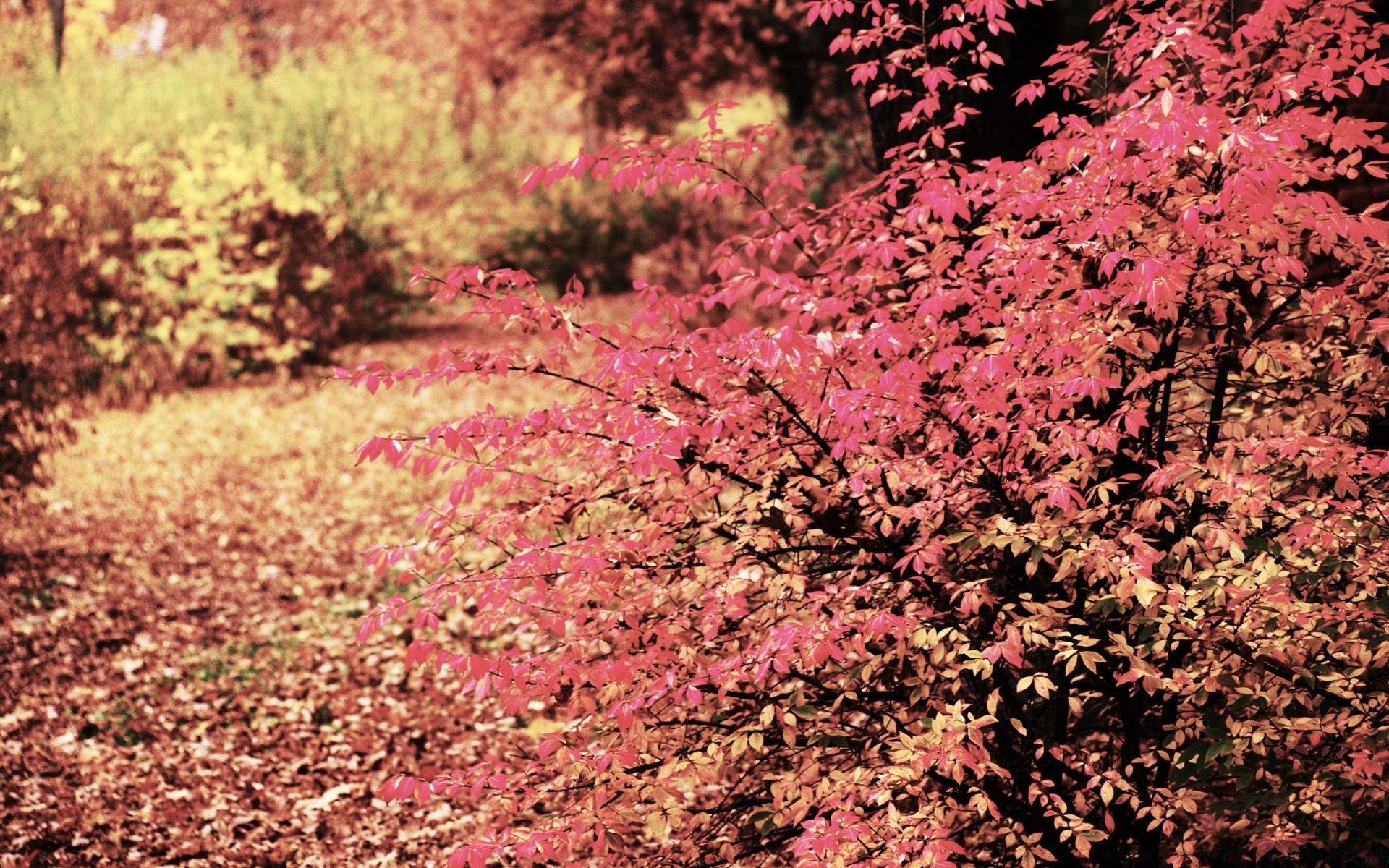 autumn leaf tree season nature fall park outdoors flora landscape branch wood bright growth maple color fair weather environment scene