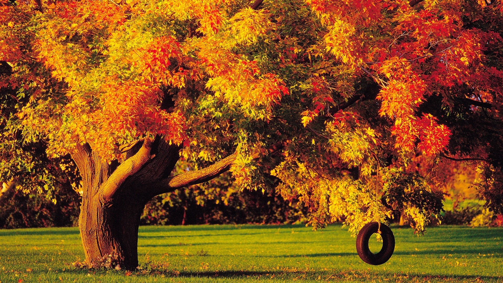 autumn fall tree leaf season maple nature park color landscape wood outdoors bright