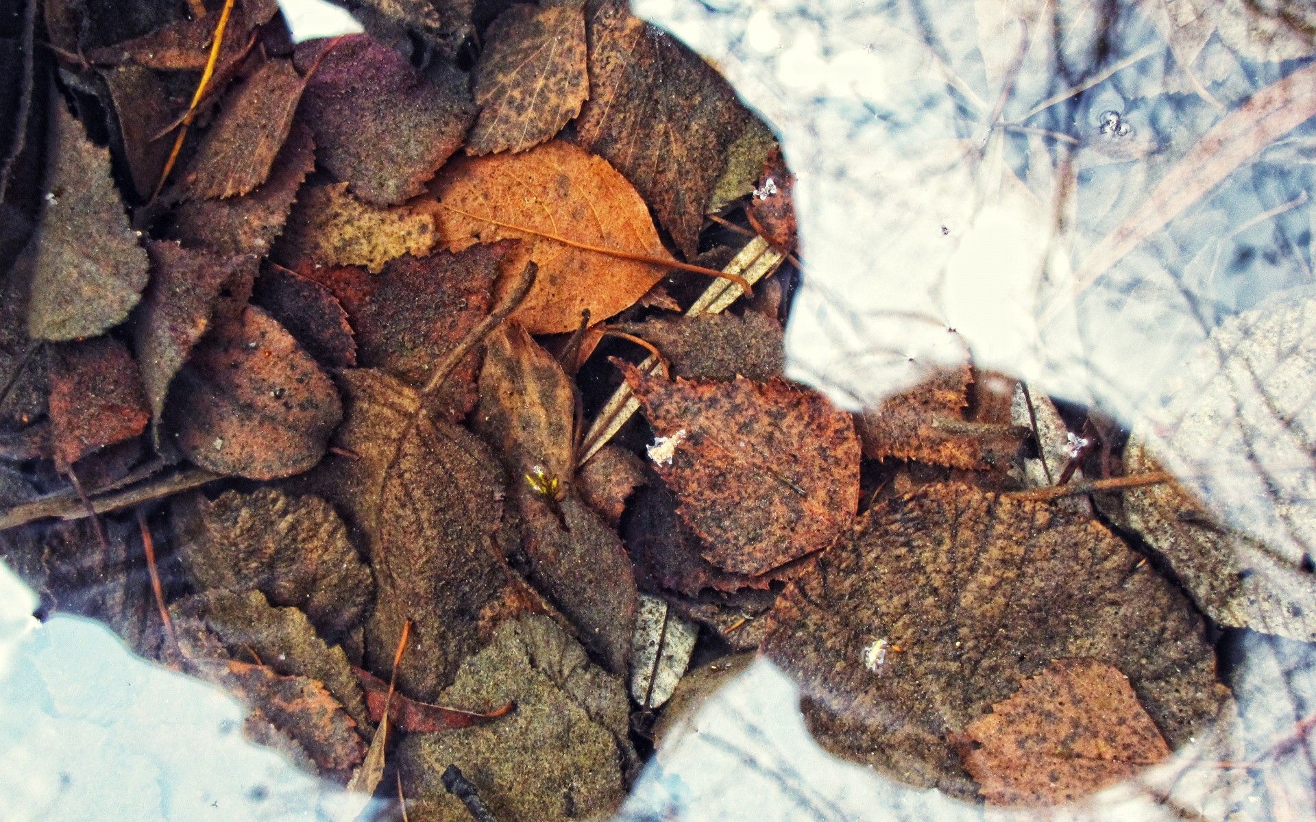 autumn food desktop nature close-up dry wood texture pile batch spice