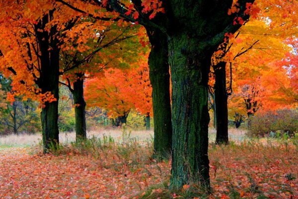 Autumn leaves on trees