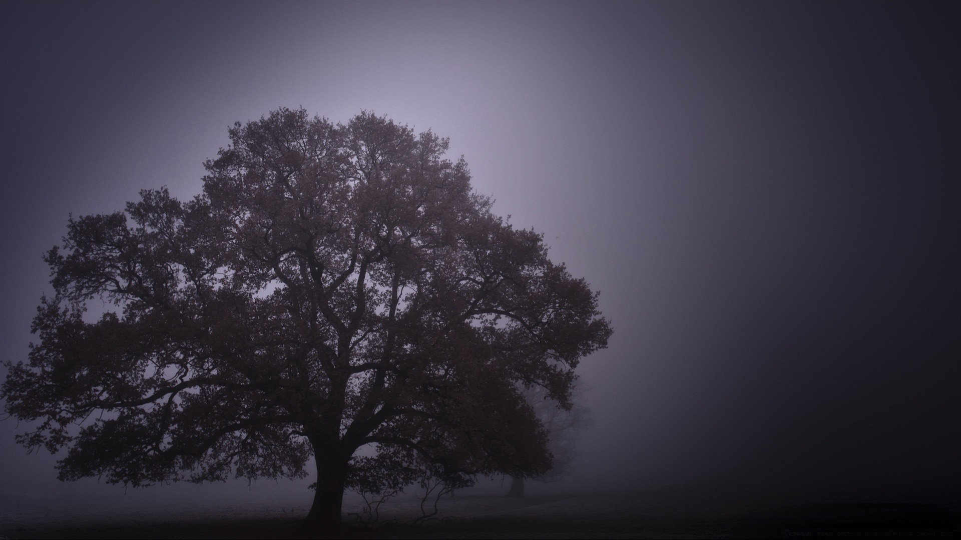 autumn tree fog landscape silhouette mist dawn nature alone backlit sun wood sky sunset