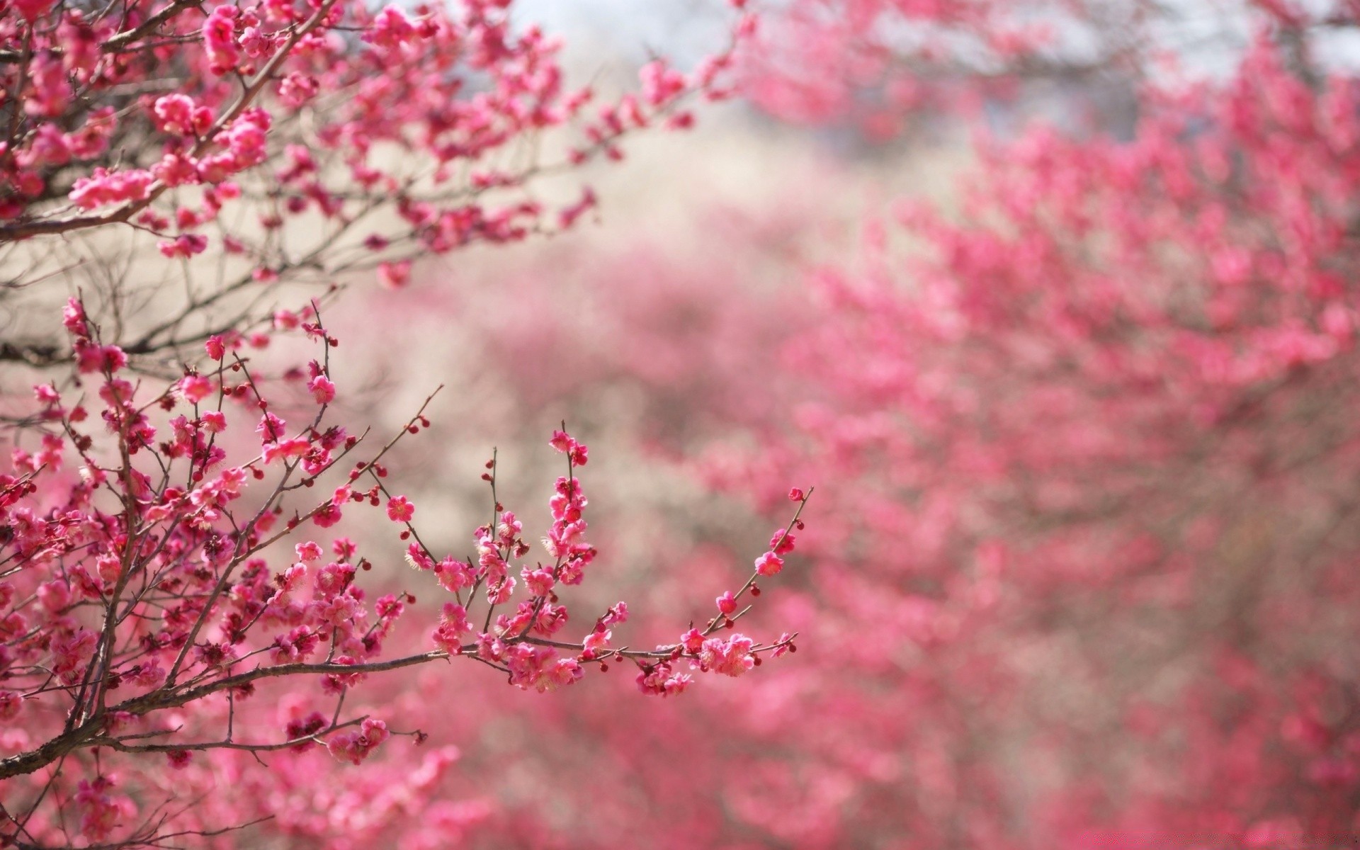 spring cherry tree branch flower nature flora season color garden bright leaf outdoors growth park blooming close-up winter