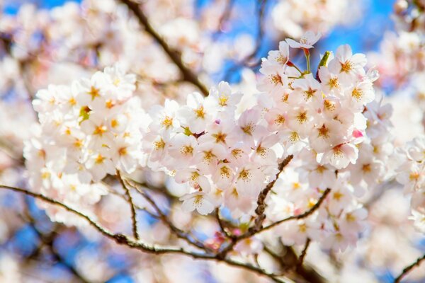 A blooming tree in the garden