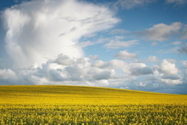 Blue sky. Yellow field