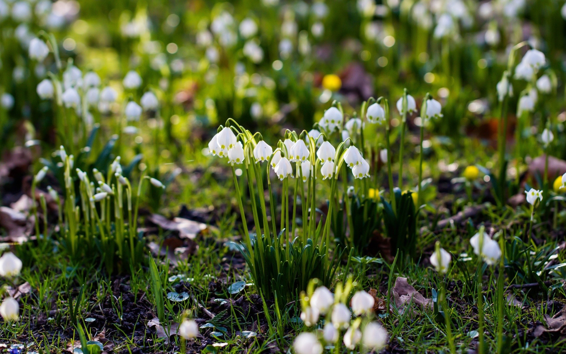 spring grass nature hayfield flower flora season outdoors field easter fair weather growth garden bright summer leaf blooming park springtime close-up
