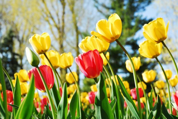 Spring tulips of different colors