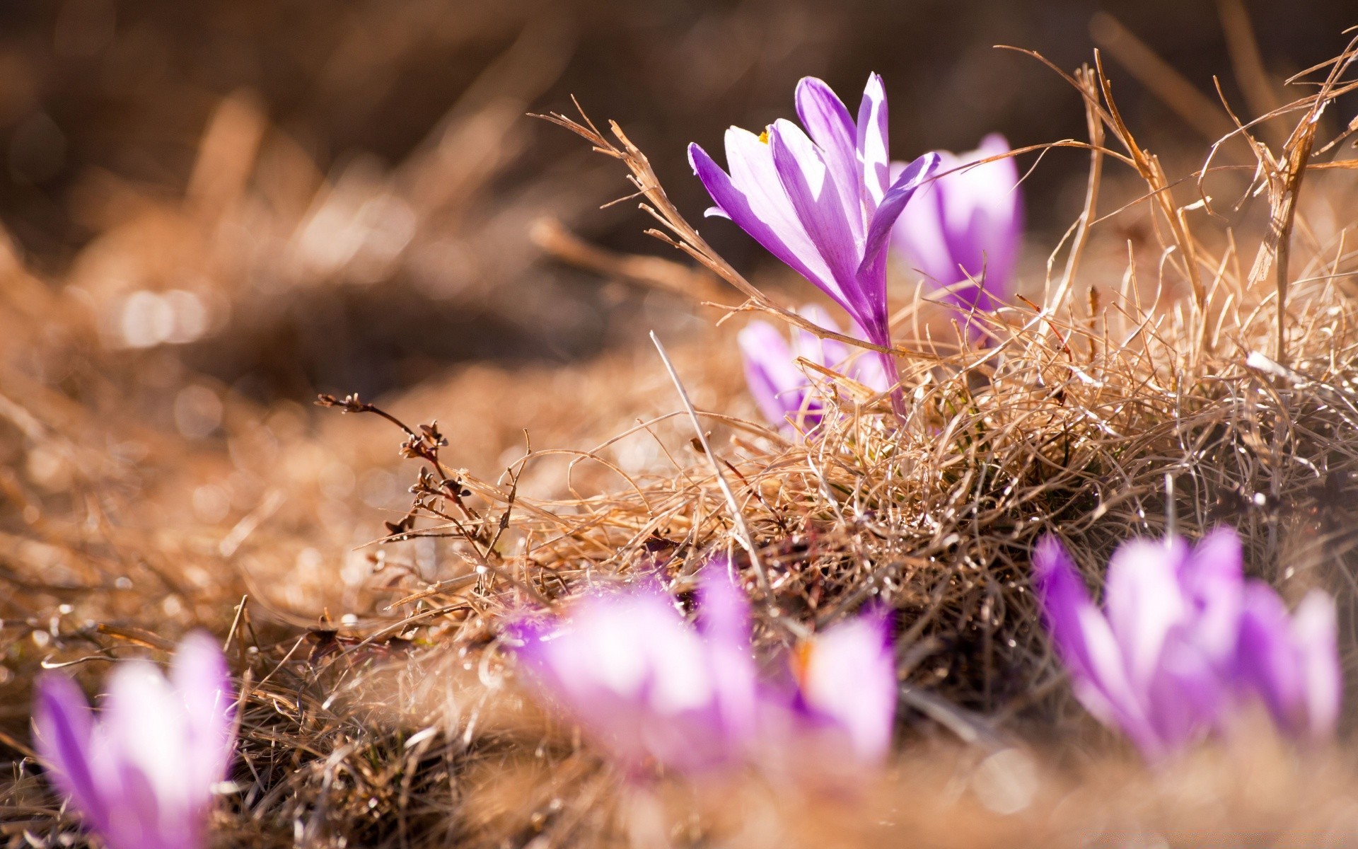 spring flower nature flora cactus garden grass blooming summer leaf close-up outdoors sun floral color fair weather field light beautiful petal