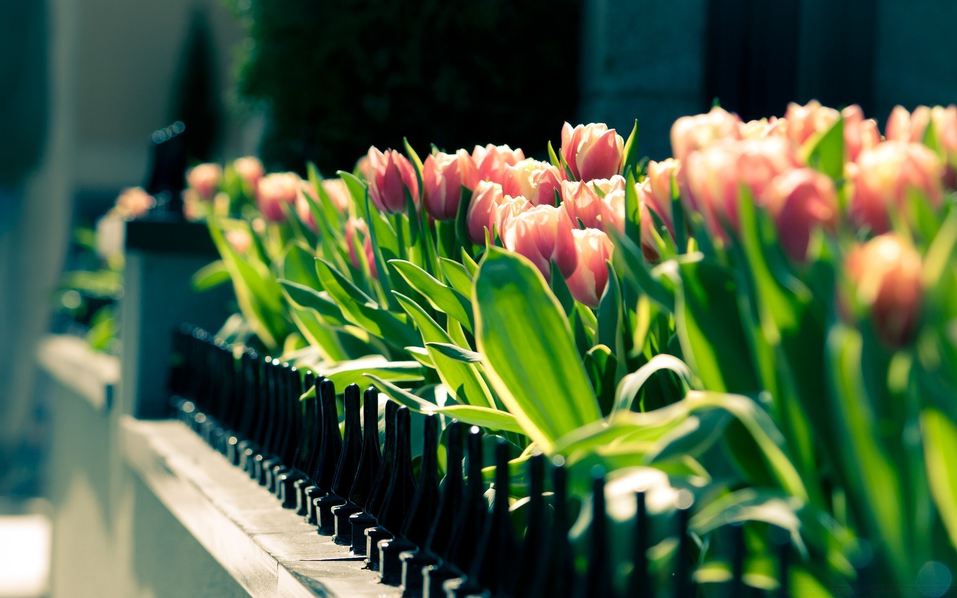 spring tulip nature flower flora leaf garden bright