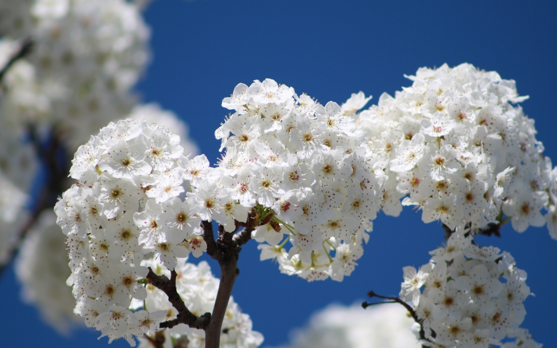 spring flower cherry branch tree nature flora season blooming petal leaf bud growth springtime apple outdoors floral bright garden freshness