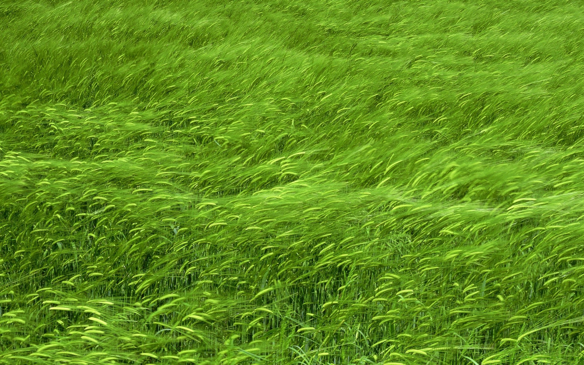 spring grass lush flora growth leaf summer nature desktop lawn field hayfield environment soil bright rural agriculture vibrant pasture freshness
