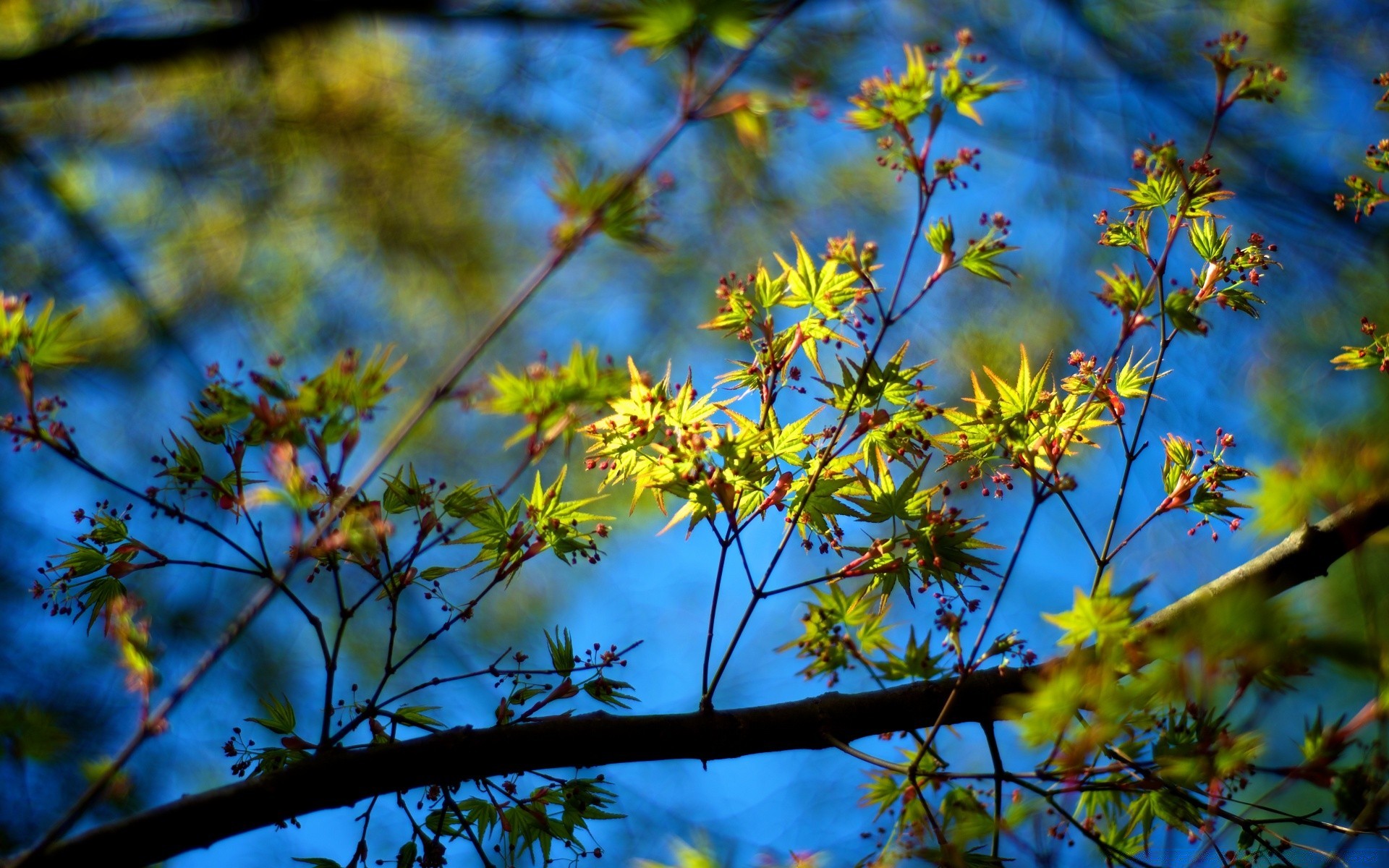 spring tree leaf nature branch flower flora season bright fair weather growth park sun outdoors wood garden color fall landscape environment